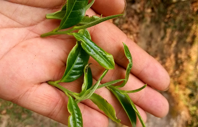 今年普洱春茶品质、价格、销量如何？